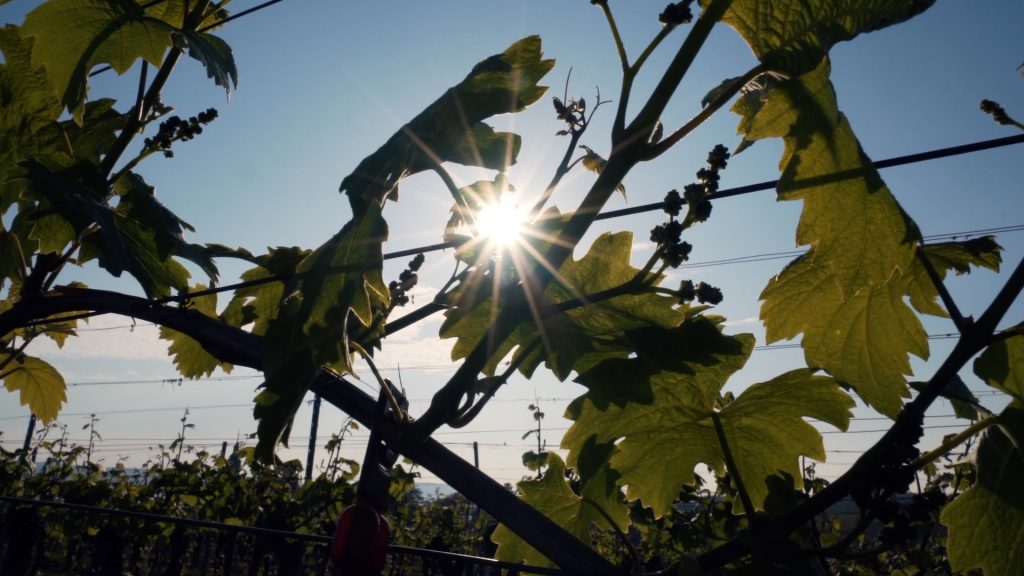 Sonne glitzert durch Weinreben 